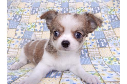 成約済の千葉県のチワワ(ロングコート)-98484の7枚目